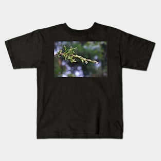 Water drops on pine tree Kids T-Shirt